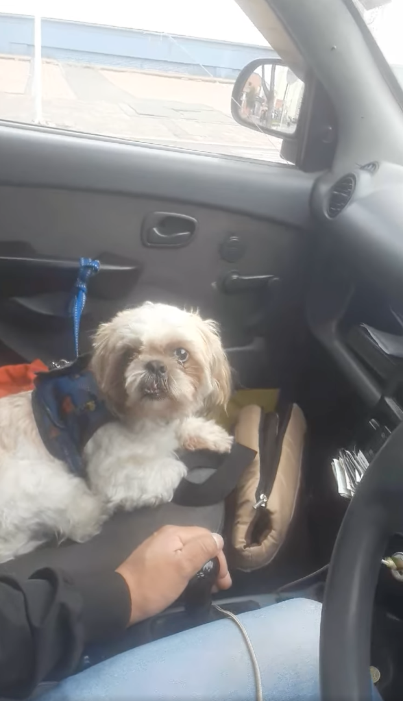 Chale: Taxista adopta a perrito que abandonaron en su carro con todo y nota