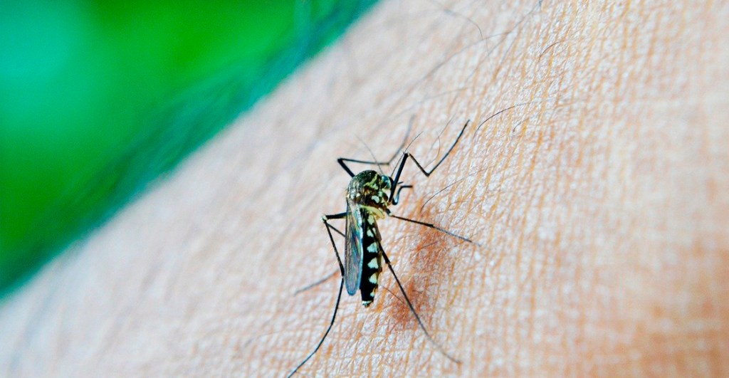 dengue-temporada-mexico-recomendaciones