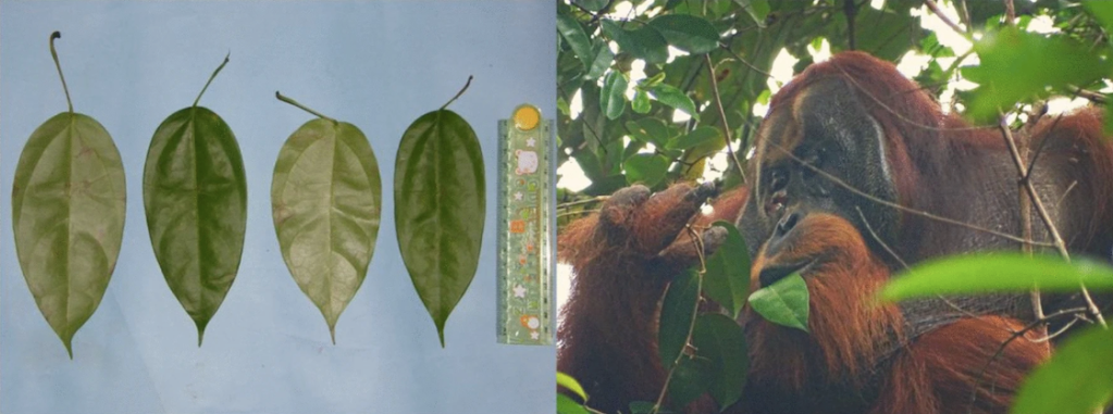Orangután aprendió a curarse una herida con plantas medicinales en Indonesia.