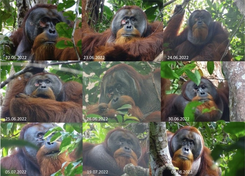 Rakus, el orangután que se cura con planta medicinales.
